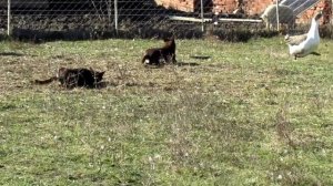 Австралийский келпи уроки пастьбы