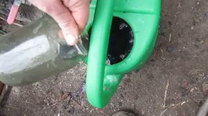 Подкормка огурцов коровяком!