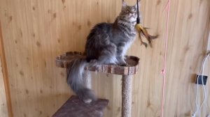 Новые породы кошек в системе РСА.