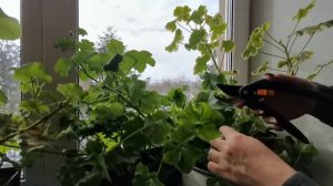 Обрезка плющелистной пеларгонии в феврале