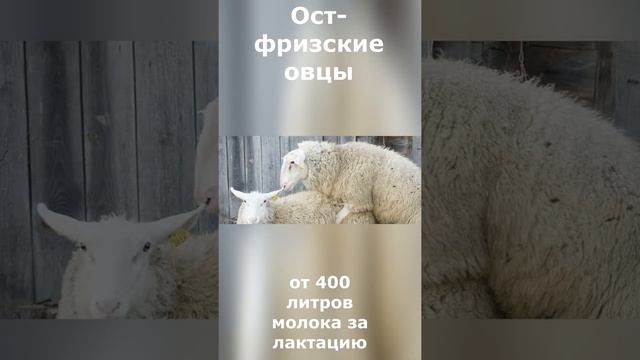 Ост фризские овцы//Самые продуктивные породы овец