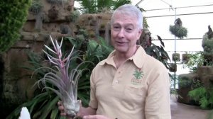 Paul Isley - Rainforest Flora, Inc. - Tillandsia Hybrids - May 5 2015