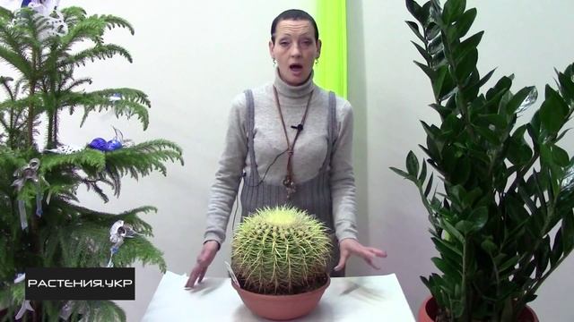 Эхинокактус грузони / Уход за кактусом смотреть онлайн