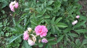 Rosa ´Pink Grootendorst´