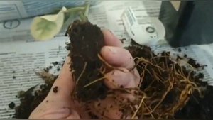 ?Почему не растет комнатный лимон? Одна из причин