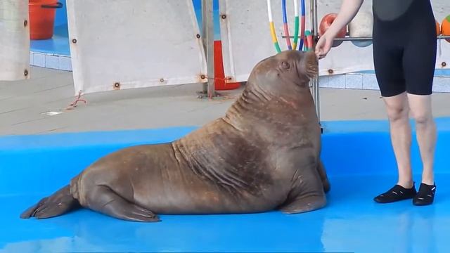 ДЕЛЬФИНАРИЙ СУПЕР ВИДЕО.МОРСКОЙ ЛЕВ.ОН СМОГ.СМОТРИТЕ ВСЕ.КРУТОЕ ВИДЕО. смотреть онлайн