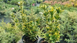 БЕРЕСКЛЕТ ЯПОНСКИЙ "MARIEKE" (МЭРИКЕ) посадка и уход