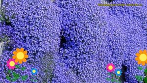 Аубриета дельтовидная Каскад блю. Краткий обзор, описание aubrieta deltoidea Cascade Blue