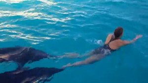 Елена Кравец. Купание с дельфинами