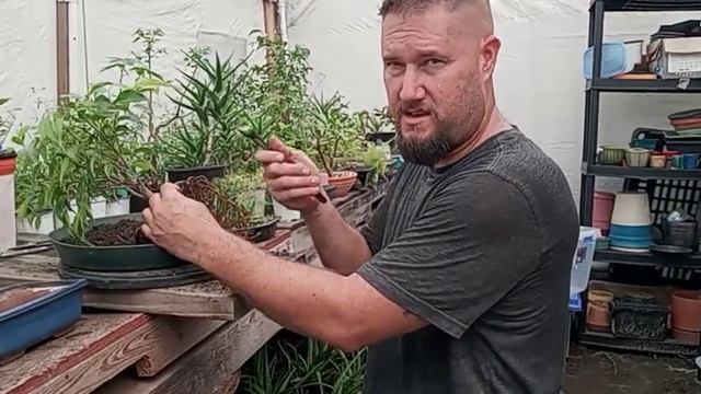 grafted ficus update смотреть онлайн