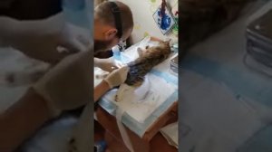 Подготовка. Стерилизация кошки