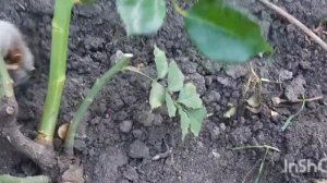 осенняя обрезка роз и их черенкование