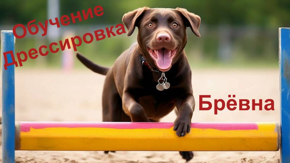 Обучение собаки. Преодоление препятствий смотреть онлайн