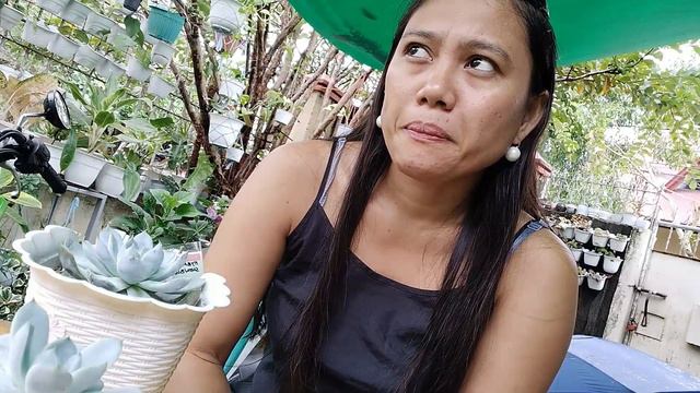 HYBRID SNOW BUNNY  ECHEVERIA SUCCULENT INDAYDONAY snowbunny succulent caretips succulentslover