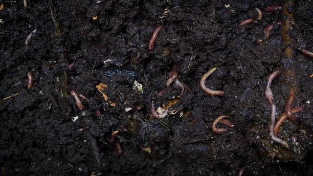 ЛЕКАРСТВЕННЫЕ ЧЕРВИ !!!!!!!!!!!!! смотреть онлайн