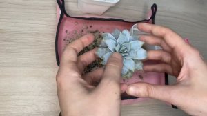 Пересадка Эхеверии Часть 2 // Echeveria Transplant // Эхеверия Лилацина