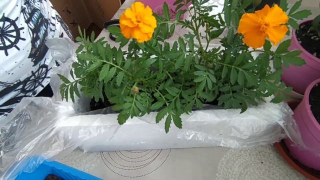 Бесплатный вазон для подоконника из упаковочного пенопласта/ Посадка бархацев. смотреть онлайн