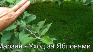 Уход за Яблонями и Грушами - Кушнаренко Марзия