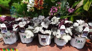 PROVEN WINNERS DOLCE 'SILVER GUMDROP' HEUCHERA! // My Fav Perennial of 2017! // TROPICAL PLANT PART