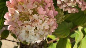 Метельчатые гортензии в сентябре// Обзор сортов//