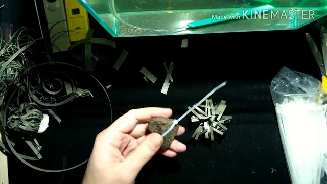 Риччия новый способ крепления и выращивани