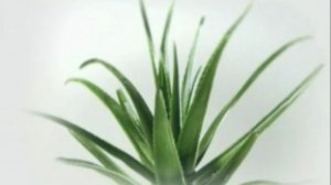 Алоэ Вера - что это такое?