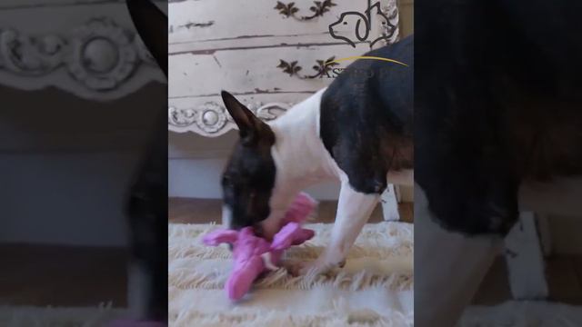 товары для животных от @astropet.shop смотреть онлайн