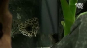 Ктенопома леопардовая Ctenopoma acutirostre 2