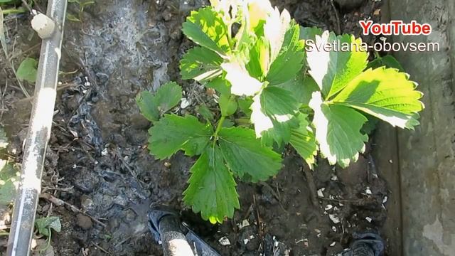 СУПЕР  ПОДКОРМКА  КЛУБНИКИ ВО  ВРЕМЯ ЦВЕТЕНИЯ И ПЛОДОНОШЕНИЯ ДЛЯ  ХОРОШЕГО  УРОЖАЯ ..