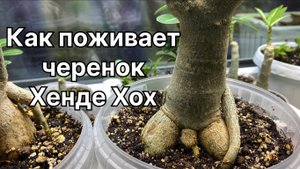 Адениум. Гниль корней, мягкий каудекс. Можно ли спасти адениум? Пытаюсь, но время покажет. 15.01.24