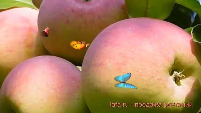 Яблоня обыкновенная Ветеран (malus Veteran) ? Ветеран обзор: как сажать, саженцы яблони Ветеран