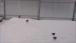 Дикие куропатки пришли во двор и требуют, чтобы их накормили