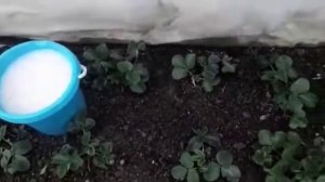 подкормка клубники  во время вегетации, цветения и плодоношения