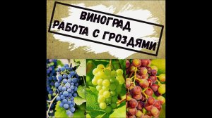 Виноград Работа с гроздями
