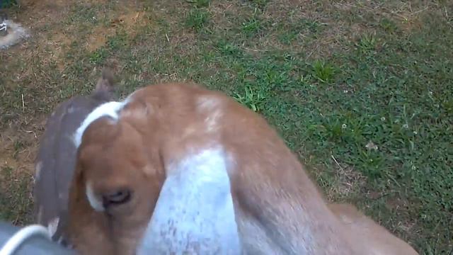 Petunia and Shaniqua смотреть онлайн