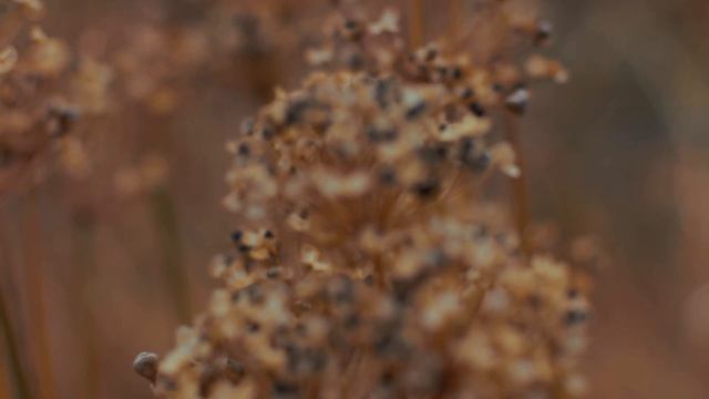 Samsung NX1 4K Demo with Canon FD 50mm lens and Fotodiox FD to NX Lens Adapter смотреть онлайн