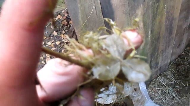 Заготовка силоса тримером в домашних условиях. смотреть онлайн