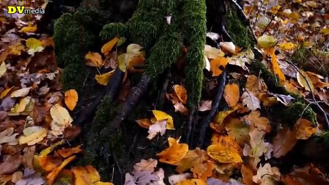 guitar Vô Thường - 40 tuyệt phẩm nhạc tiền chiến смотреть онлайн