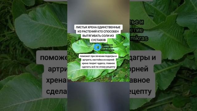 листья хрена ЕДИНСТВЕННЫЕ ИЗ РАСТЕНИЙ КТО СПОСОБЕН ВЫТЯГИВАТЬ СОЛИ ИЗ СУСТАВОВ #народнаямедицина