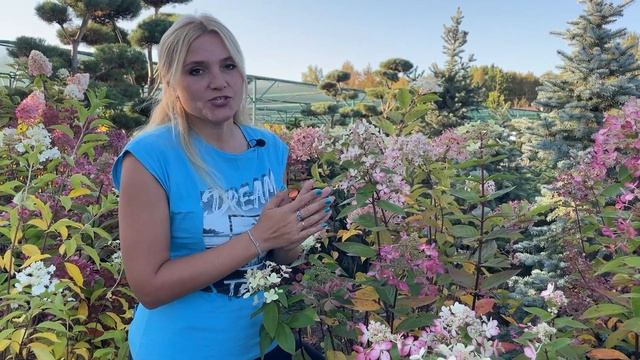 Гортензия метельчатая: сорта на пике декоративности