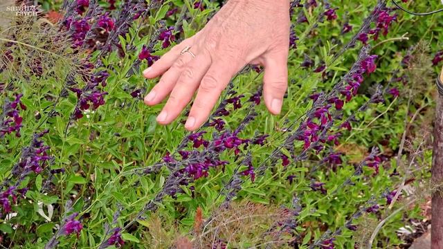 Gardening at home with Sarah | The Rose Garden in June смотреть онлайн
