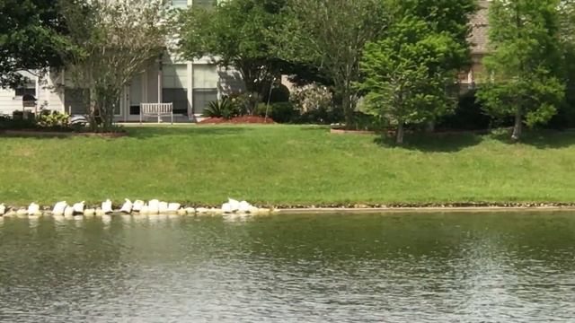 ?Крокодил В Нашем Озере смотреть онлайн