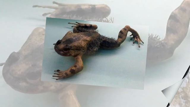 10 невероятных защитных механизмов у животных смотреть онлайн