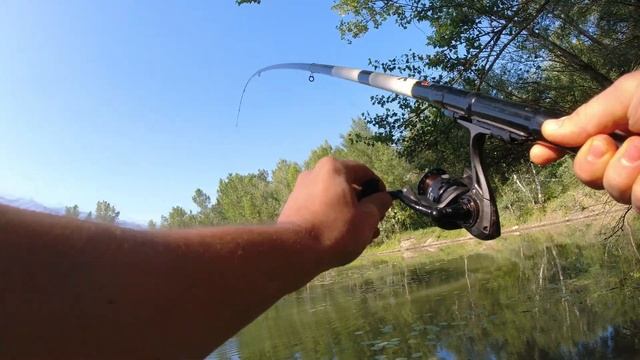 КАРП клюет в КУВШИНКАХ на глубине 30 см. Рыбалка на поплавок 2023 смотреть онлайн