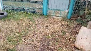 Тростниковые дорожки - бесплатно, экологично, не долговечно/Новая Жизнь в деревне