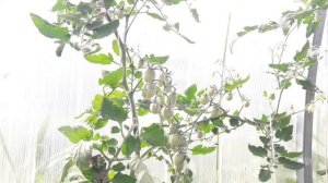 Томаты черри расчет или баловство?