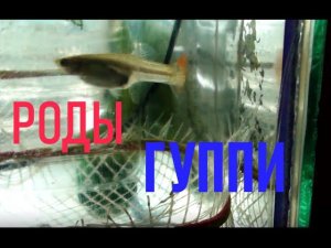 Как рожает гуппи. Появление мальков гуппи