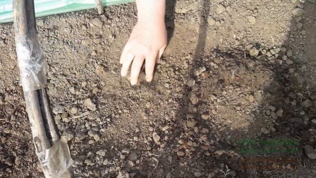 Посадка огурцов в парник смотреть онлайн