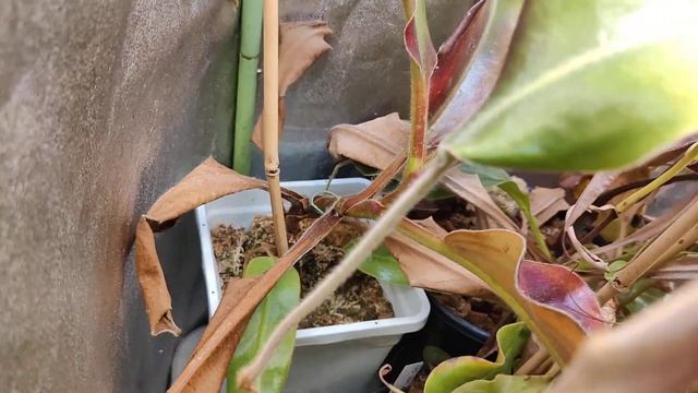 Beginning of July update on the Nepenthes collection смотреть онлайн