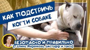 Как подстричь когти собаке. Безопасно и правильно (Галина Меренкова, амстафф и такса)